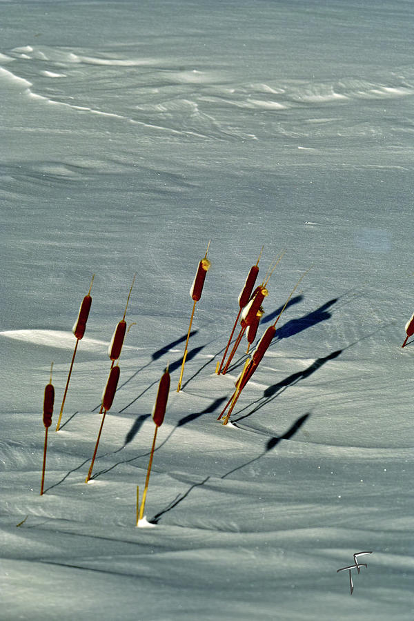 Cattails in the Snow I Photograph by Theresa Fairchild