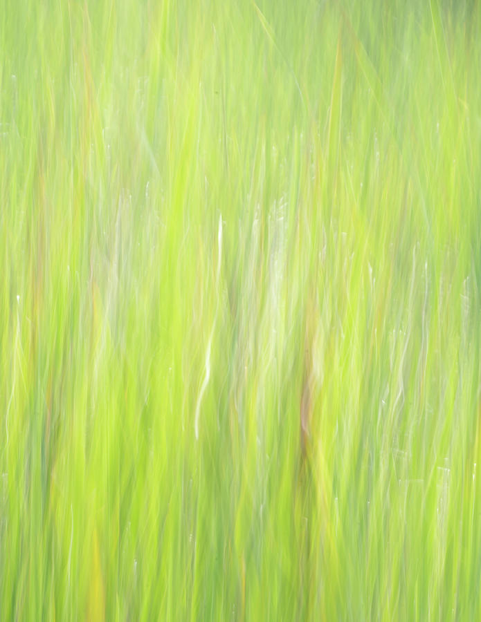 Cattails in the Wind Photograph by Forest Floor Photography