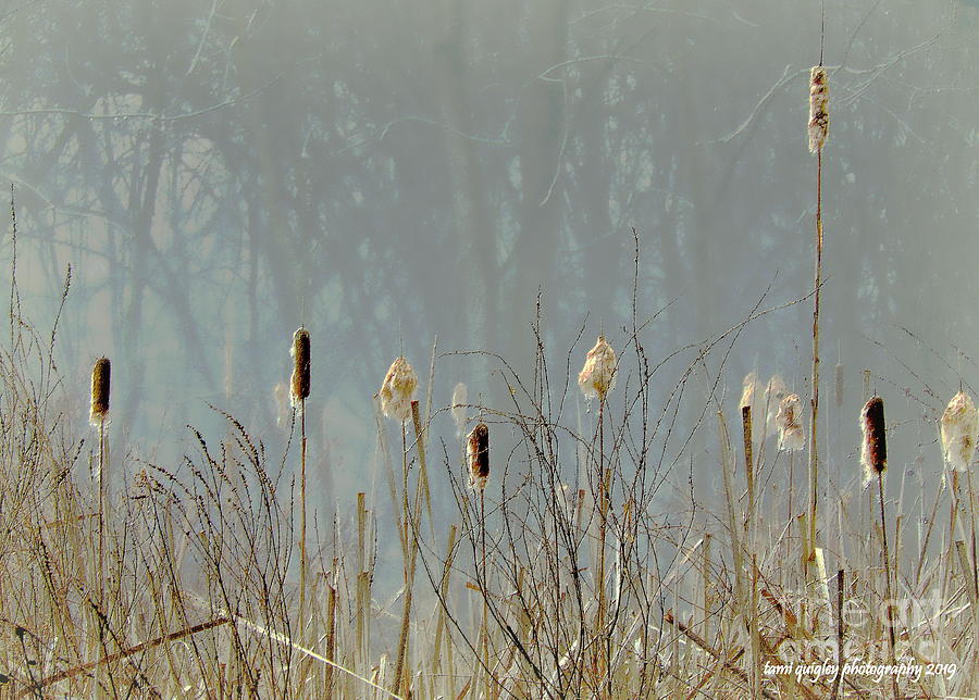 Cattails In The Winter Mist Photograph