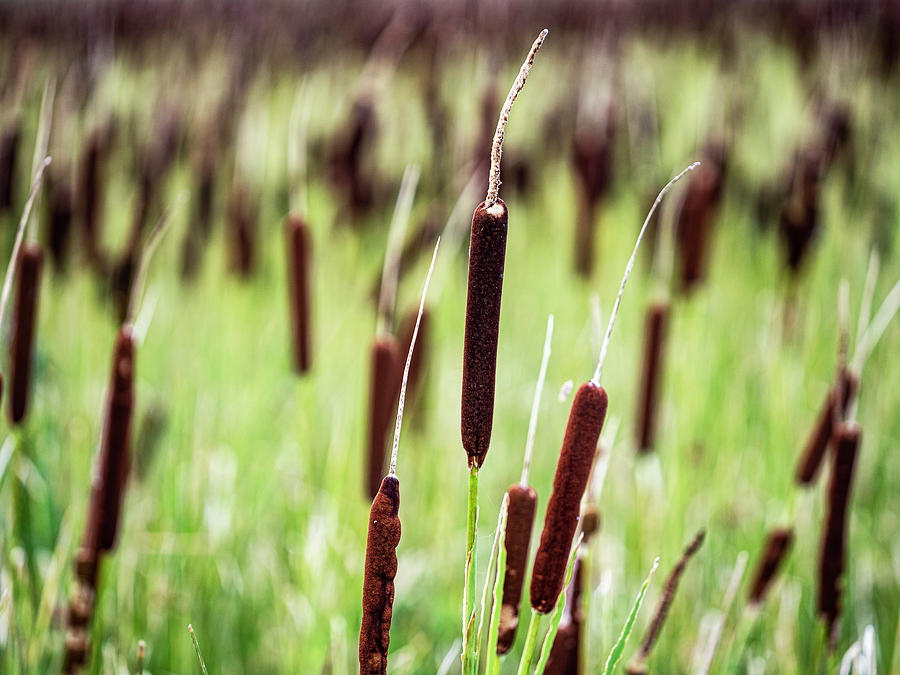 Cattail Photograph - Cattails by Jerry Connally