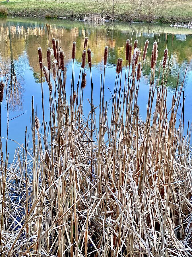 Cattails Photograph by Leslie Brashear Cattails Photograph by Leslie Brashear
