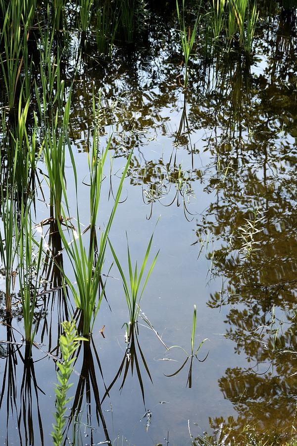 Cattails Photograph by Mary Johnson Kefayati - Fine Art America