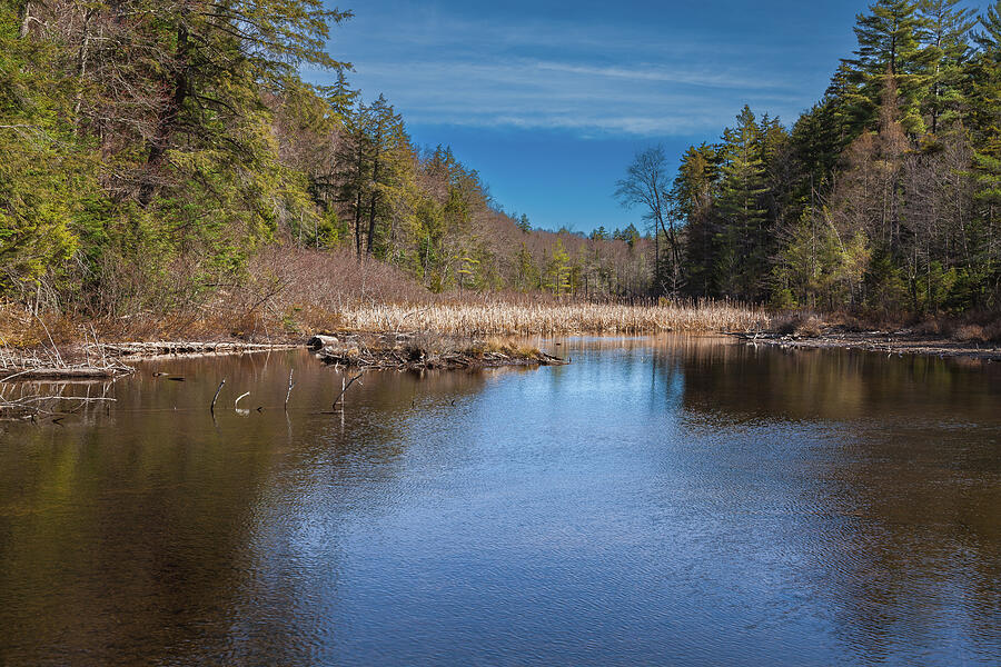Cattails on Eighth Lake Photograph by David Patterson Cattails on Eighth Lake Photograph by David Patterson
