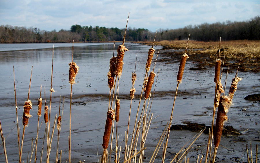 Cattails on The Nanticoke Photograph by David Watson Pixels
