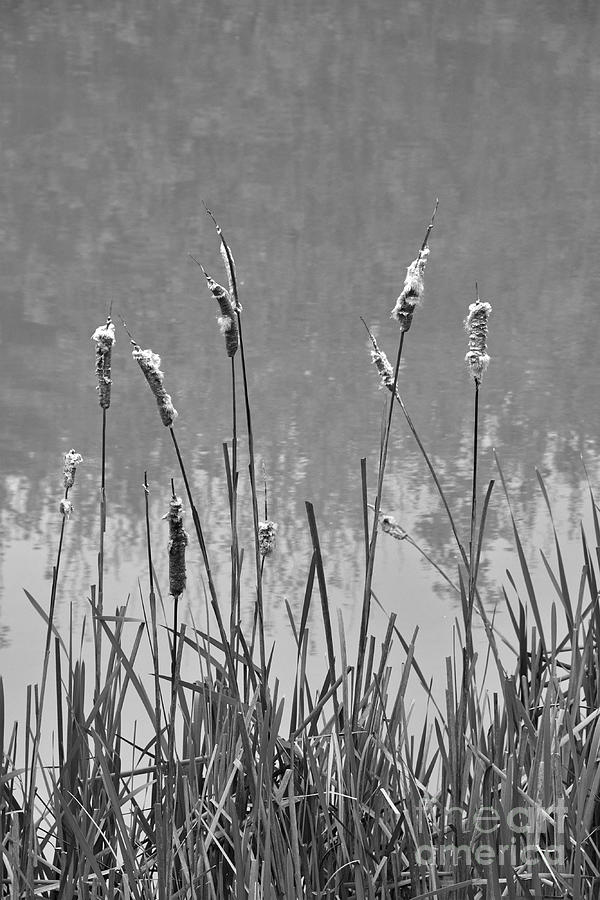 Cattails Photograph by Phil Perkins