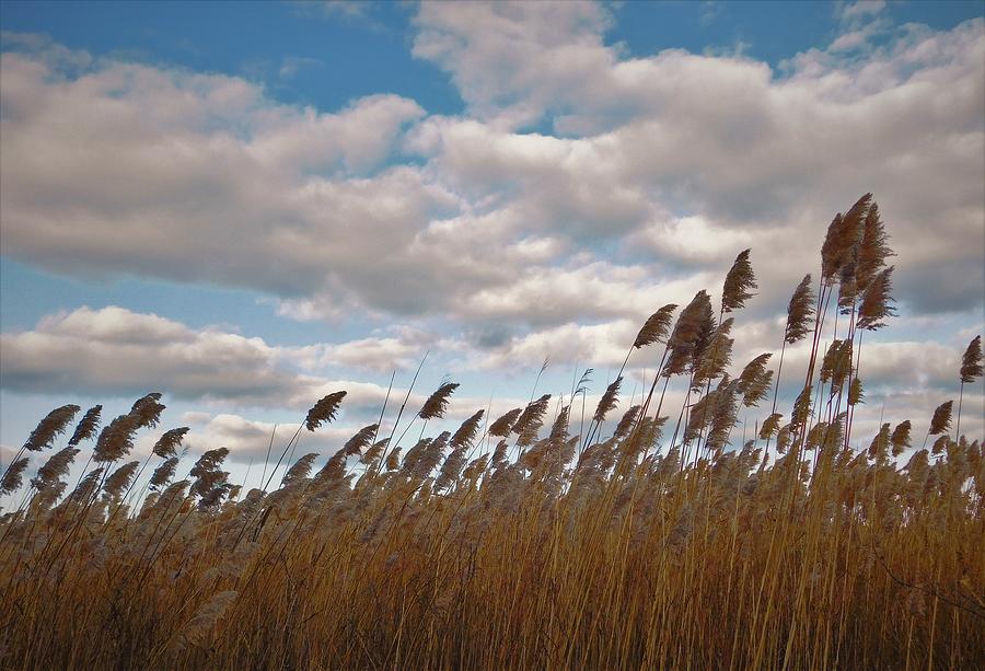 - Cattails Photograph by - Theresa Nye - Fine Art America