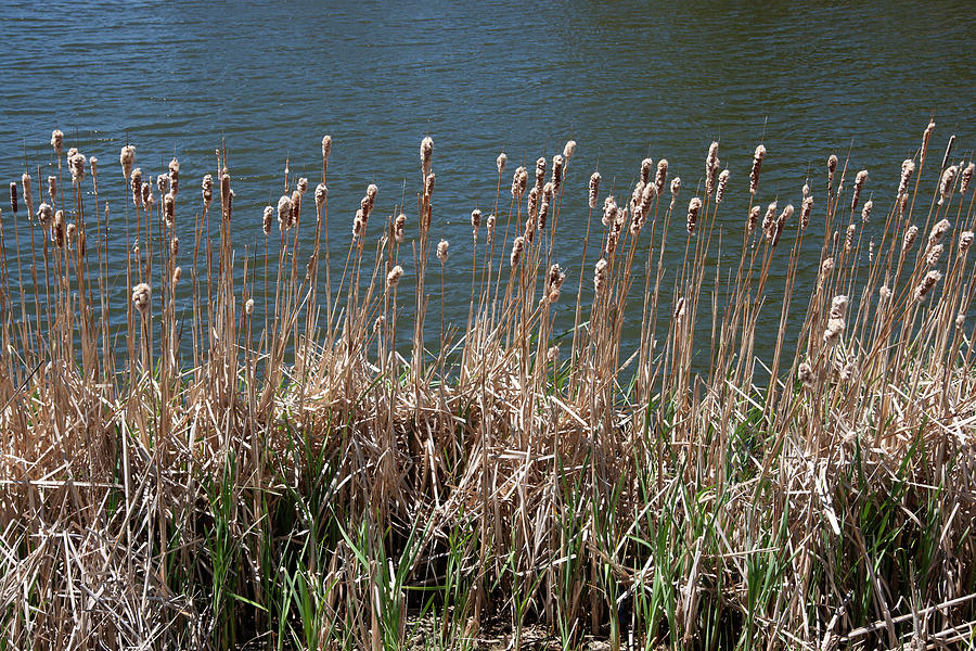 Cattails Typha Latifolia 2020050700001 Photograph by Robert Braley ...