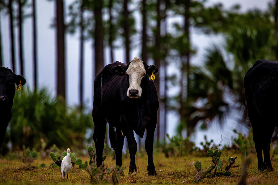 Cattle 816 by Kevin Banker Cattle 816 by Kevin Banker