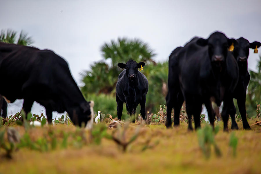 Cattle 829 by Kevin Banker Cattle 829 by Kevin Banker