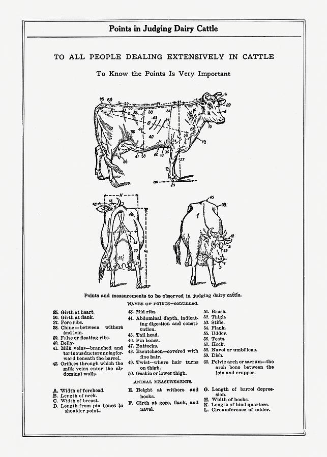 Cattle Digital Art - Cattle Anatomy - Vintage Farm Illustration - The Open Door to Independence by Studio Grafiikka