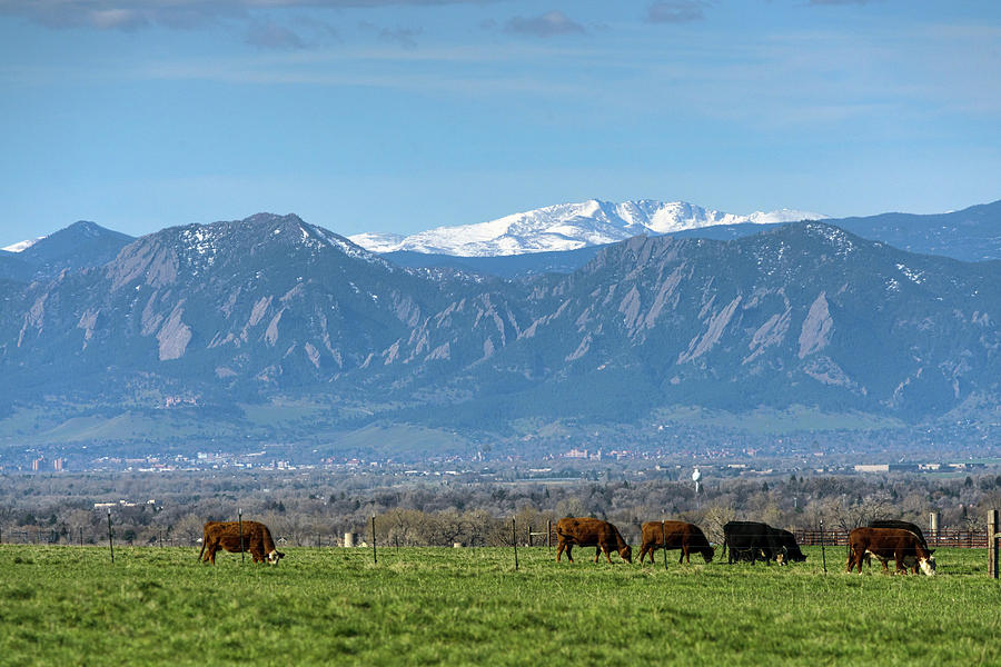 Cattle and Boulder Colorado Photograph by James BO Insogna