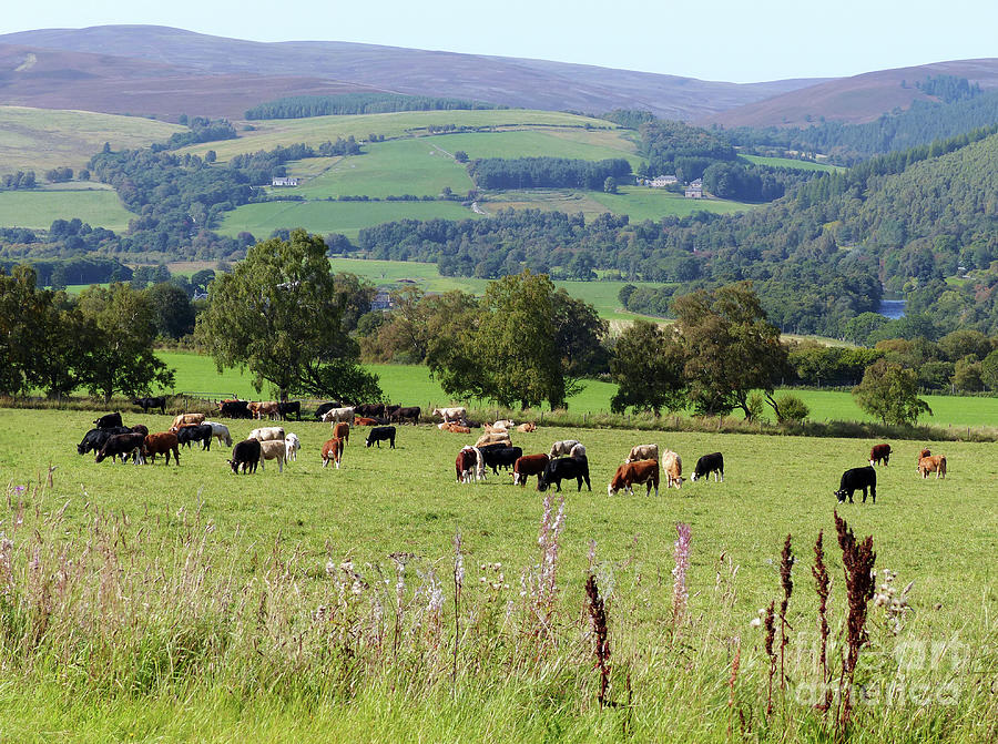 Cattle and hills at Advie in early September Photograph by Phil Banks