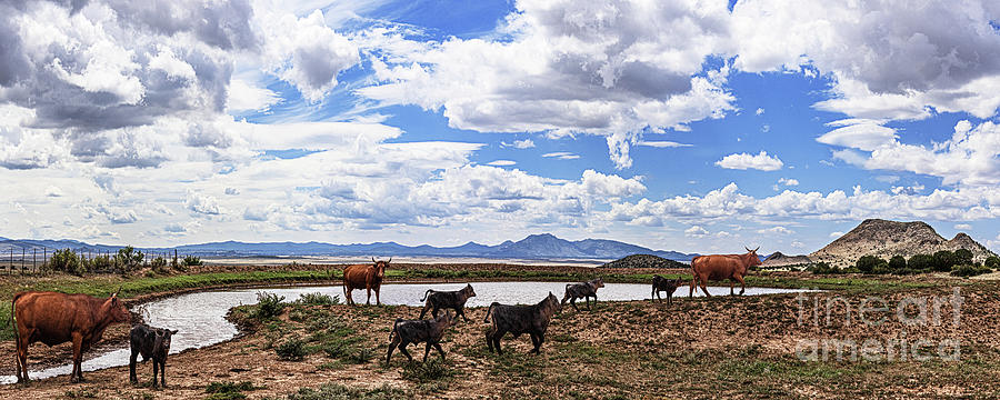 Cattle At The Watering Hole, Chino Valley, Arizona Photograph by Don Schimmel
