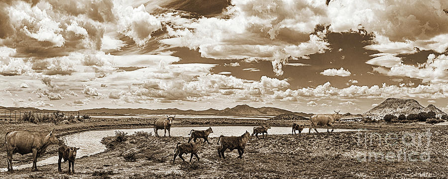 Cattle At The Watering Hole, Chino Valley, Arizona Sepia Panoramic Photograph by Don Schimmel