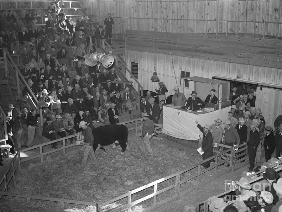 Cattle Auction Photograph by Russell Lee