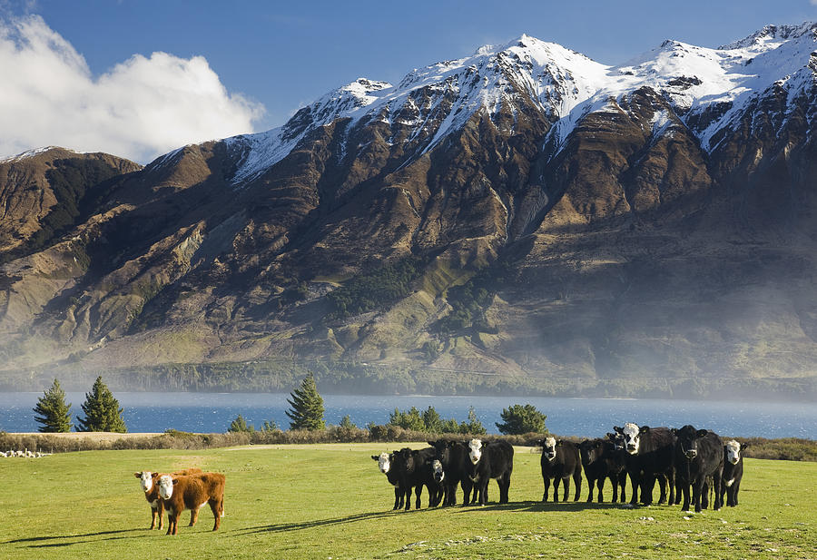 Cattle (Bos taurus) on shore of lake Wakatipu at start of Humboldt Mountain Range, Glenorchy, Queenstown, South Island, New Zealand Photograph by David Clapp