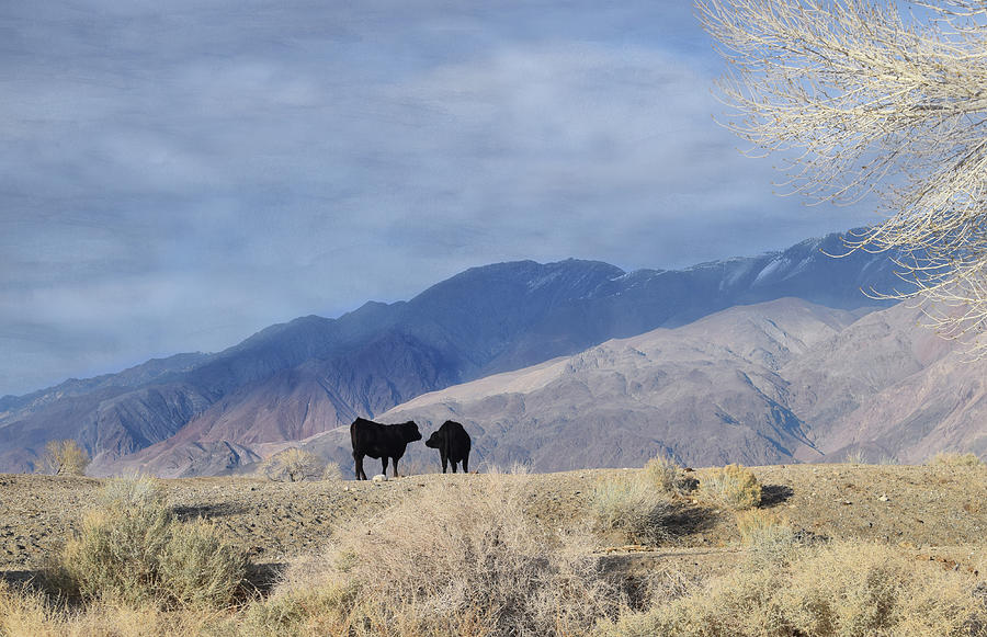 Cattle Converse in Bishop Photograph by Wayne King
