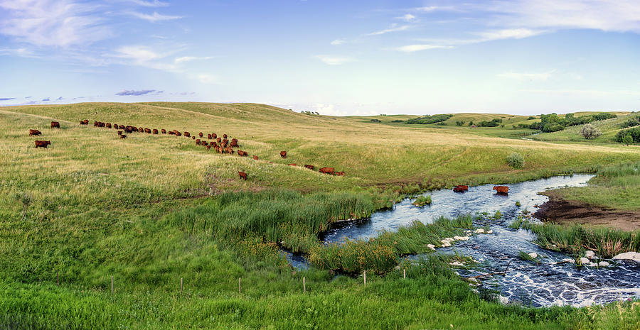 Cattle Coulee Paradise - Simmental grazing on coulee hill on ND prairie Photograph by Peter Herman