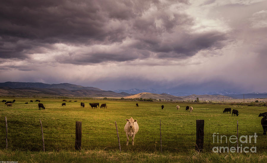 Cattle Country Photograph