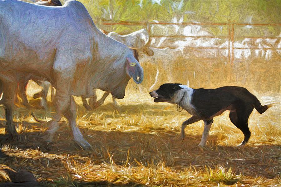 Cattle Dog Challenging Brahman Cow Mixed Media by Joan Stratton