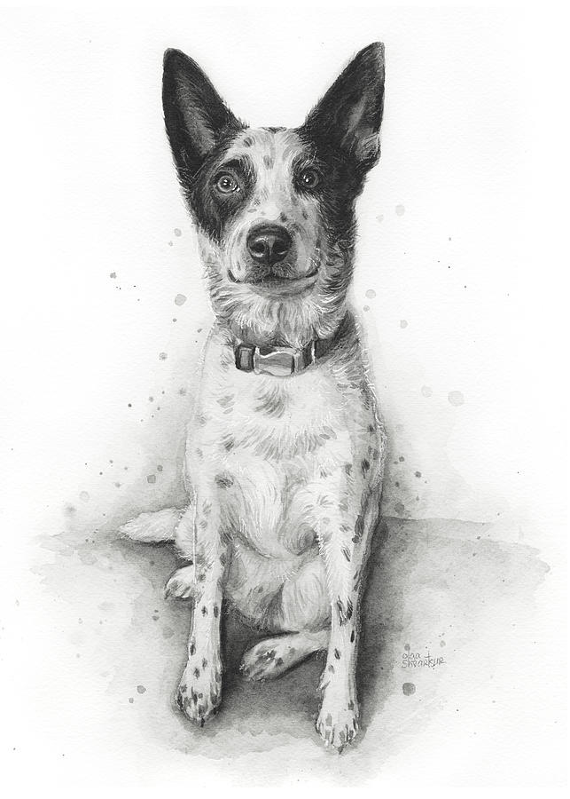 Cattle Dog Portrait Painting by Olga Shvartsur