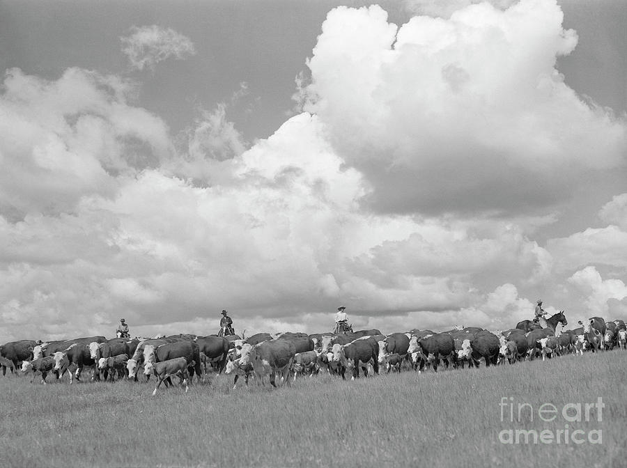 Cattle Drive, 1939 Photograph by Arthur Rothstein