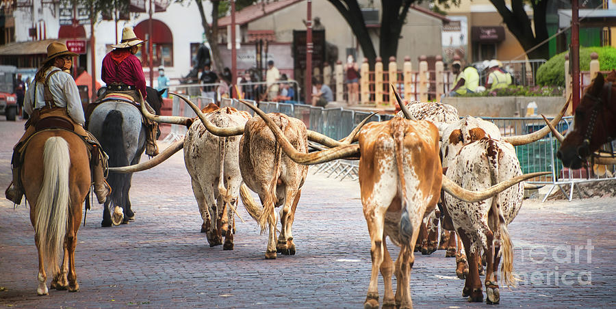 Cattle drive Photograph by Andrea Anderegg