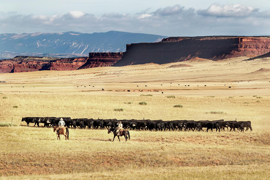 Cattle Drive in the Red Wall Country of Wyoming Photograph by Sam Sherman