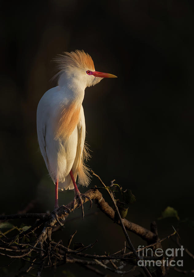 Cattle Egret 144 Photograph by Maria Struss Photography