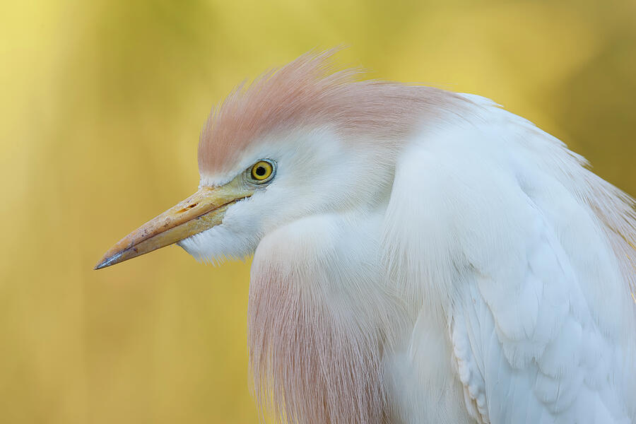 Cattle Egret Photograph by Daniel Fleming Cattle Egret Photograph by Daniel Fleming