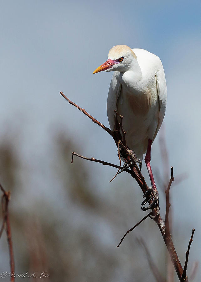 Cattle Egret Photograph by David Lee