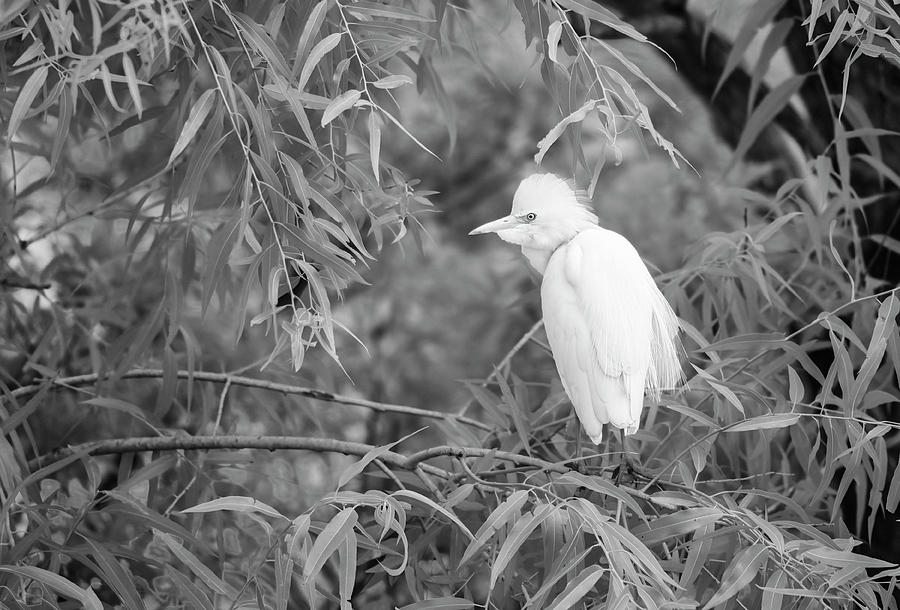 Cattle Egret in black and white IR Photograph by Gordon Ripley