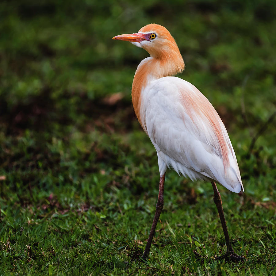 Cattle egret in breeding plumage Photograph by Vishwanath Bhat