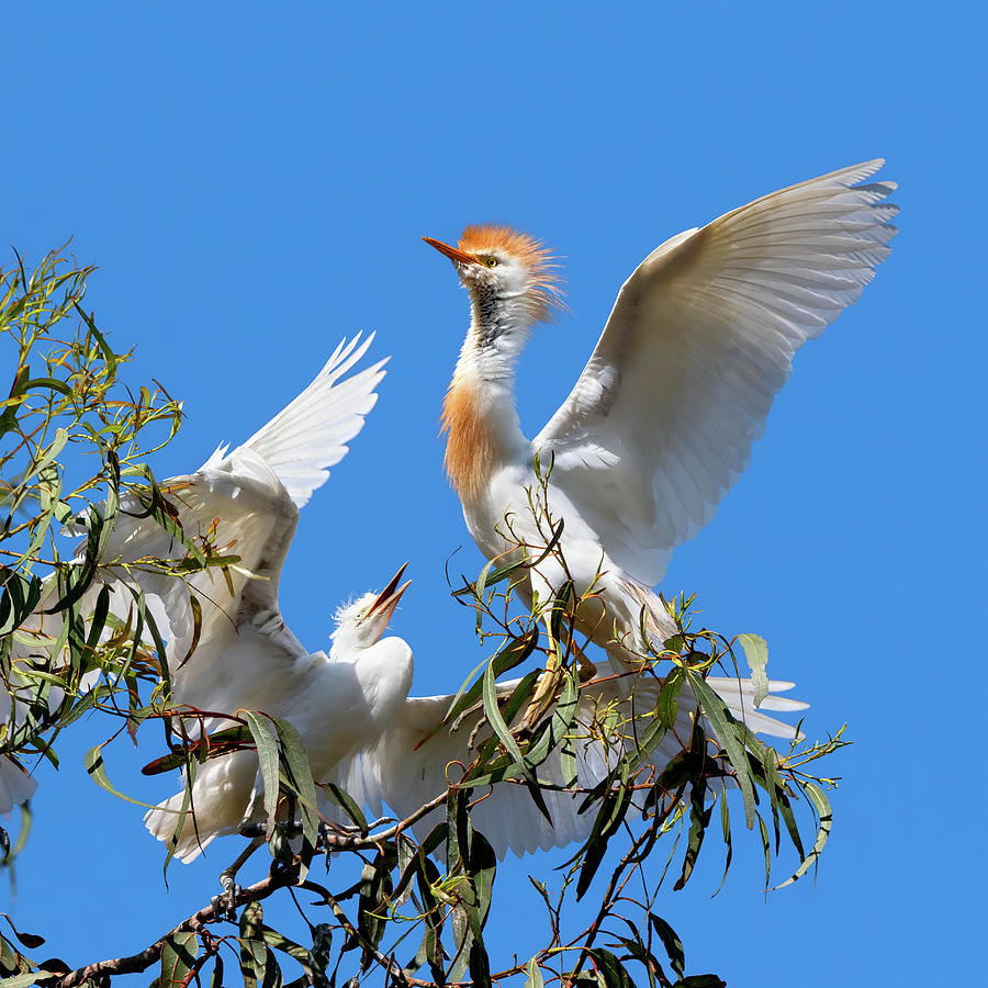 Cattle Egret in Breeding Plumage with Hungry Chicks  Photograph by Kathleen Bishop