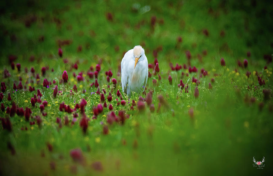 Cattle egret in crimson clover Photograph by Pam Rendall