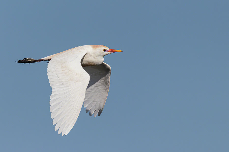 Cattle Egret in Flight I Photograph by Dawn Currie