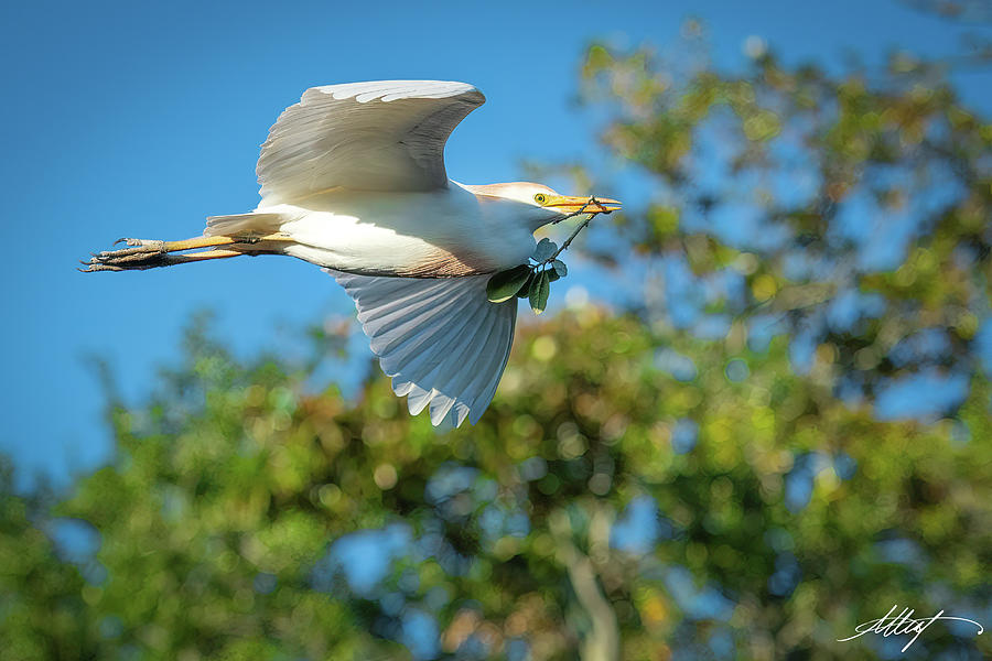 Cattle Egret In Flight Photograph By Meg Leaf Fine Art America   Cattle Egret In Flight Meg Leaf 