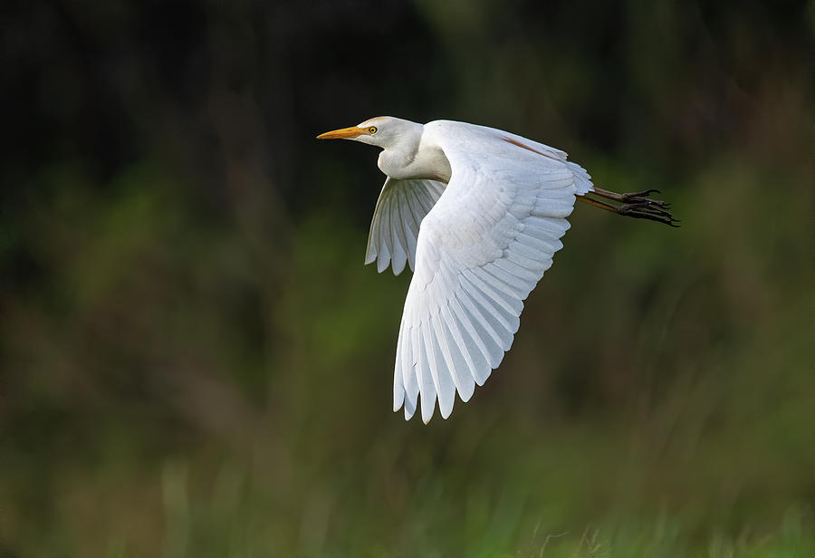 Cattle Egret in flight Photograph by Rick Mosher