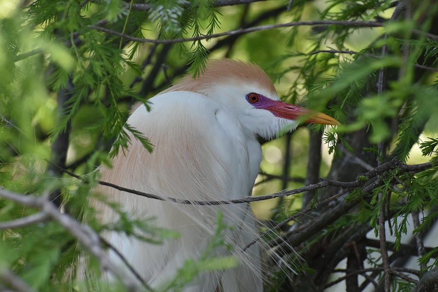 Cattle Egret In High Breeding Plumage 2 Photograph By Heron And Fox   Cattle Egret In High Breeding Plumage 2 Heron And Fox 