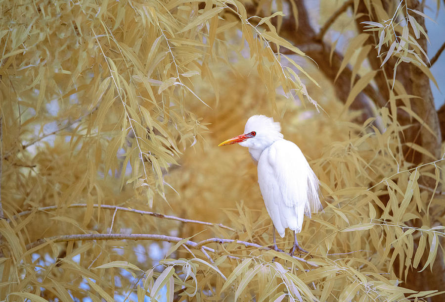 Cattle Egret in Infrared Photograph by Gordon Ripley