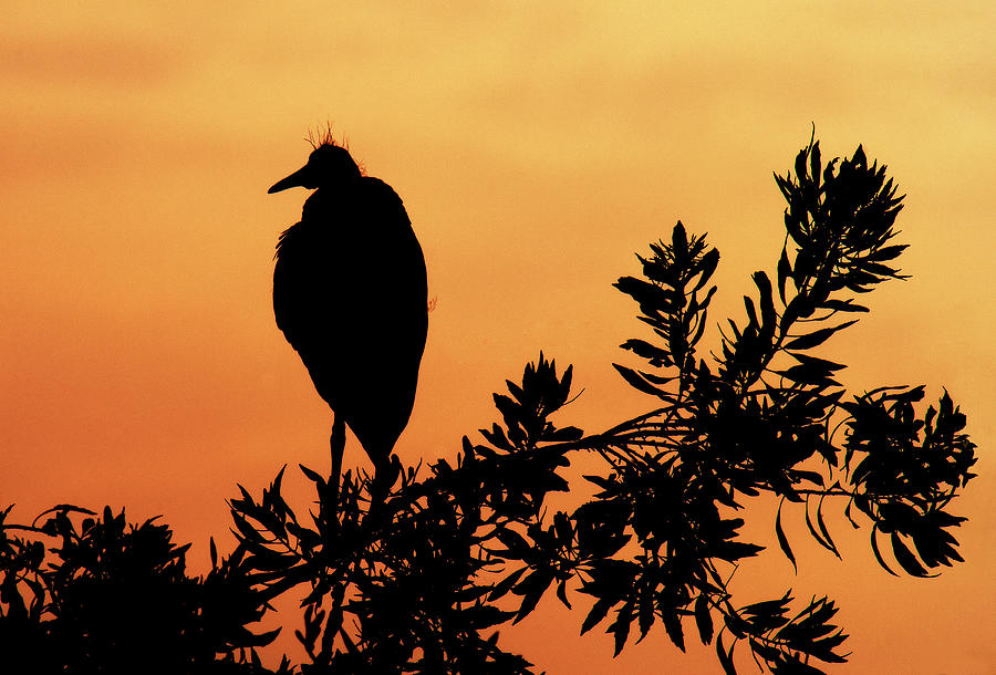 Cattle Egret in Silhouette Photograph by Gordon Ripley