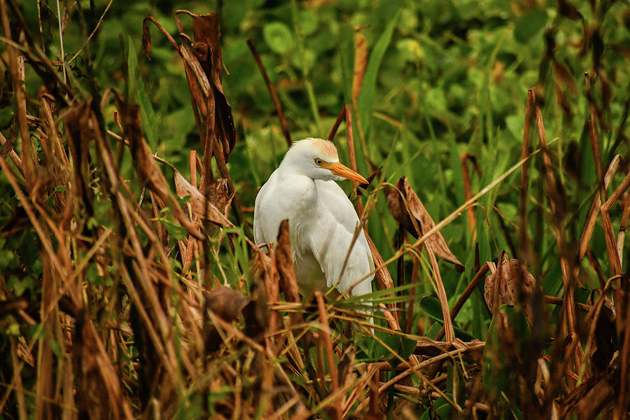 Cattle egret in the Orlando Wetlands in Florida Photograph by Lisa ...