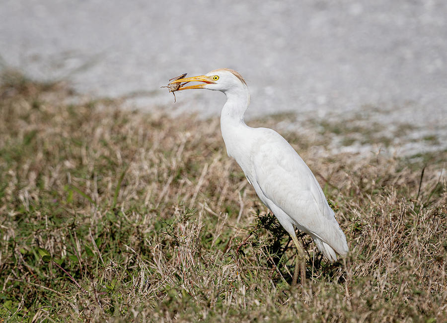 Cattle Egret Luncheon Photograph by Fran Gallogly
