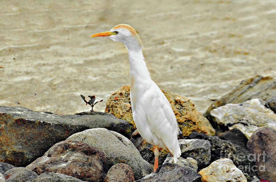 Cattle Egret On The Beach Photograph