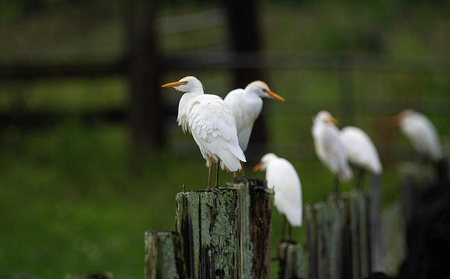 Cattle Egret  Photograph by Rick Mosher