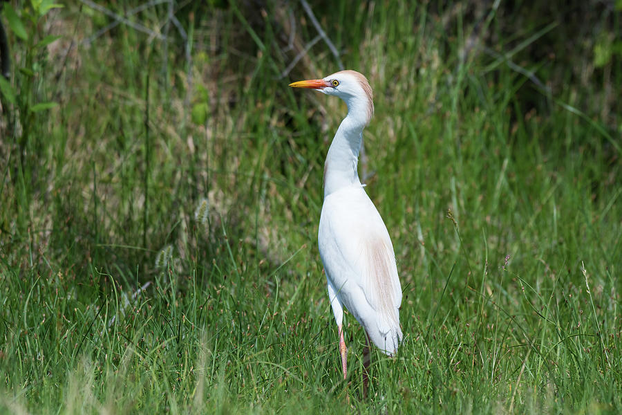 Cattle Egret Photograph by Rose Guinther