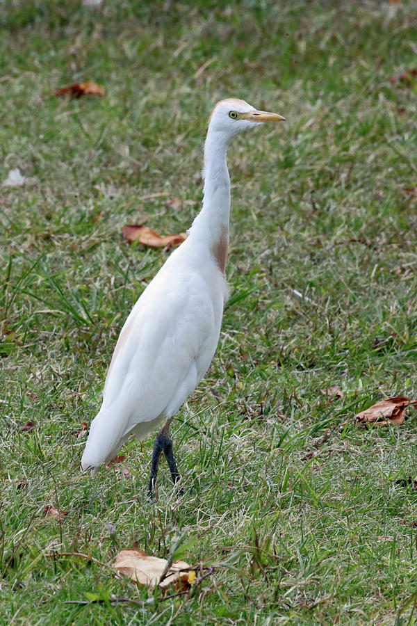 Cattle Egret Photograph by Shoal Hollingsworth
