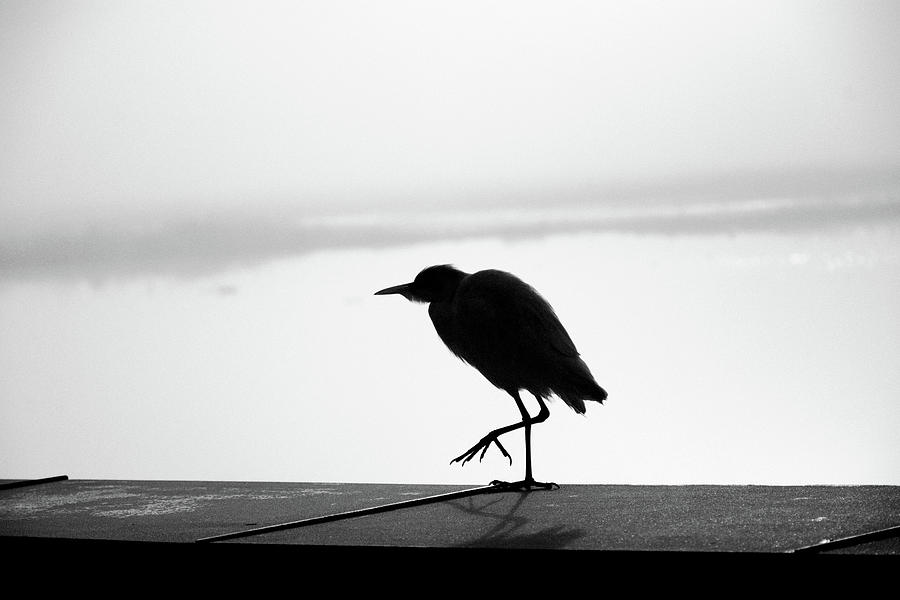 Cattle Egret Silhouette In Black And White Photograph by Christopher Mercer