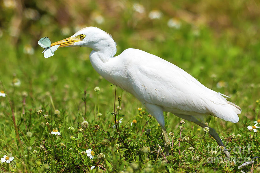 Cattle Egret with dinner Photograph by Rodney Cammauf