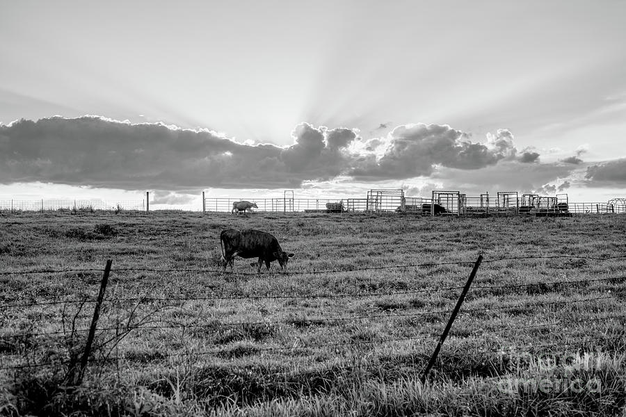 Cattle Farm And Sunset Sunrays Grayscale Photograph by Jennifer White